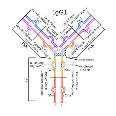 BIOshell™ IgG 1000  C4 UHPLC Column for Improved Biomacromolecule Separations